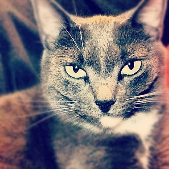 Meet your Posher, Mandy - Picture 7 of 8